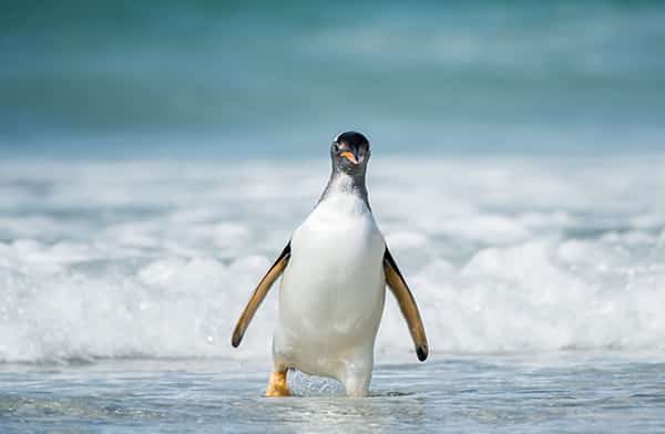 Google Penguin 4.0 update preparation