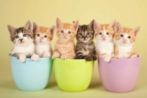cats in pastel cups 64 top tips social media