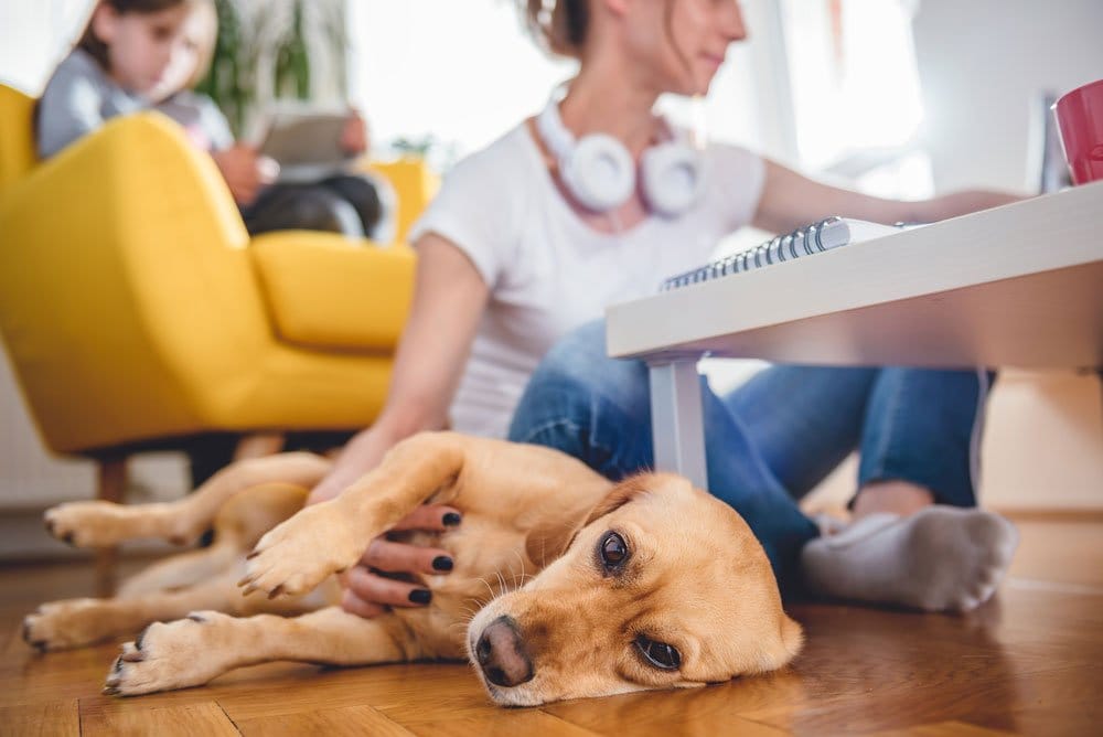Woman working from home - cross-legged on the floor with child on the chair behind her and a dog lying next to her